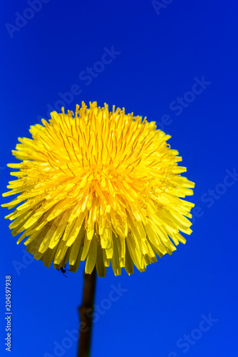 Fototapeta Naklejka Na Ścianę i Meble -  dandelion flower against the sky