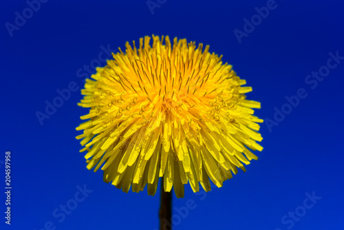 Fototapeta Naklejka Na Ścianę i Meble -  dandelion flower against the sky