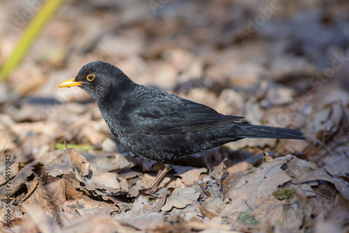 portrait of a blackbird closeup © Maslov Dmitry