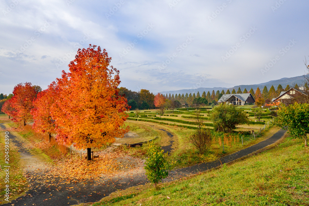 Fototapeta premium メタセコイア並木