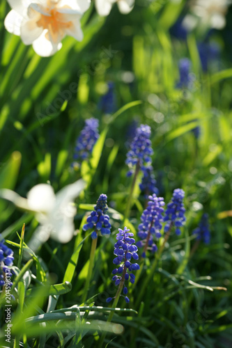 Fototapeta Naklejka Na Ścianę i Meble -  Flower bed with daffodils and muscari