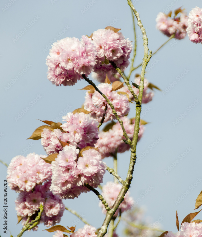 Fototapeta premium Scandinavian beautiful blooming cherry trees spring 2018