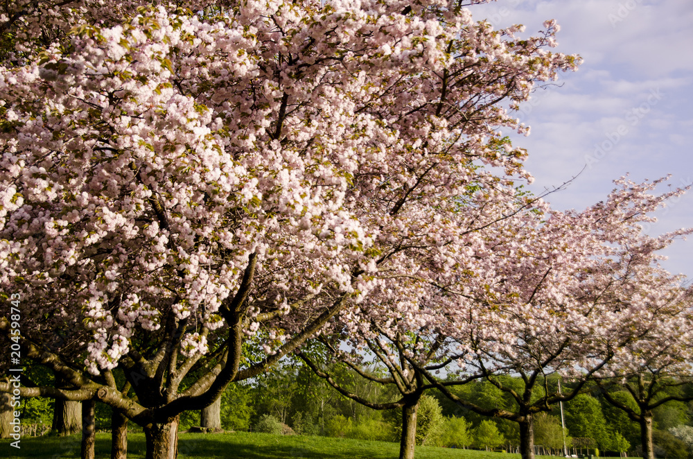 Scandinavian spring time with beautiful blooming cherry trees 2018 Scandinavian spring time with beautiful blooming cherry trees 2018