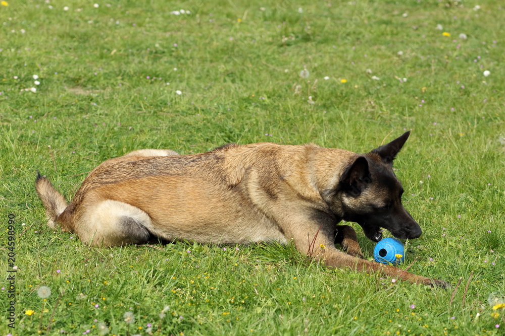 chien berger belge malinois qui mordille un jouet balle foto de Stock |  Adobe Stock