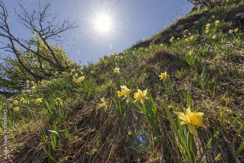 Fototapeta Naklejka Na Ścianę i Meble -  Narcisse jaune au printemps
