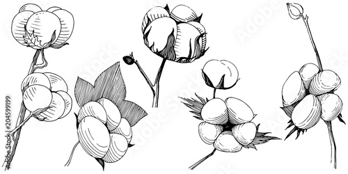Cotton flower in a vector style isolated. Vector wildflower for background, texture, wrapper pattern, frame or border.