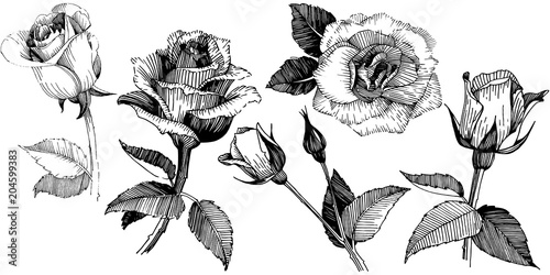 Wildflower rose flower in a vector style isolated. Vector wildflower for background, texture, wrapper pattern, frame or border.
