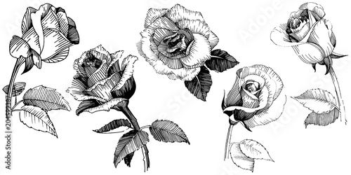 Wildflower rose flower in a vector style isolated. Vector wildflower for background, texture, wrapper pattern, frame or border.