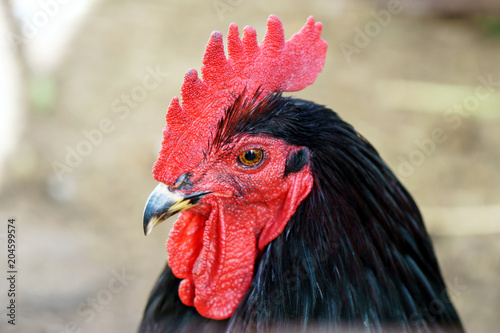 black rooster with bright red comb photo