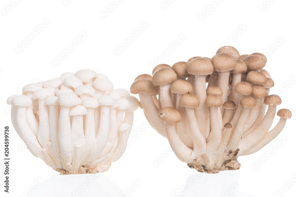 White and brown beech mushrooms or Shimeji mushroom on white background White and brown beech mushrooms or Shimeji mushroom on white background