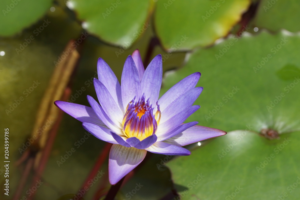 Water Lily