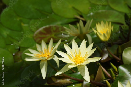 Water Lily