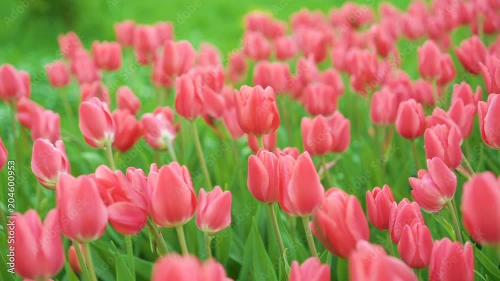 Tulips blossomed. Fresh flowers tulips swaying in the wind. A large number of tulips with pink buds create a pink field Tulips blossomed. Fresh flowers tulips swaying in the wind. A large number of tulips with pink buds create a pink field