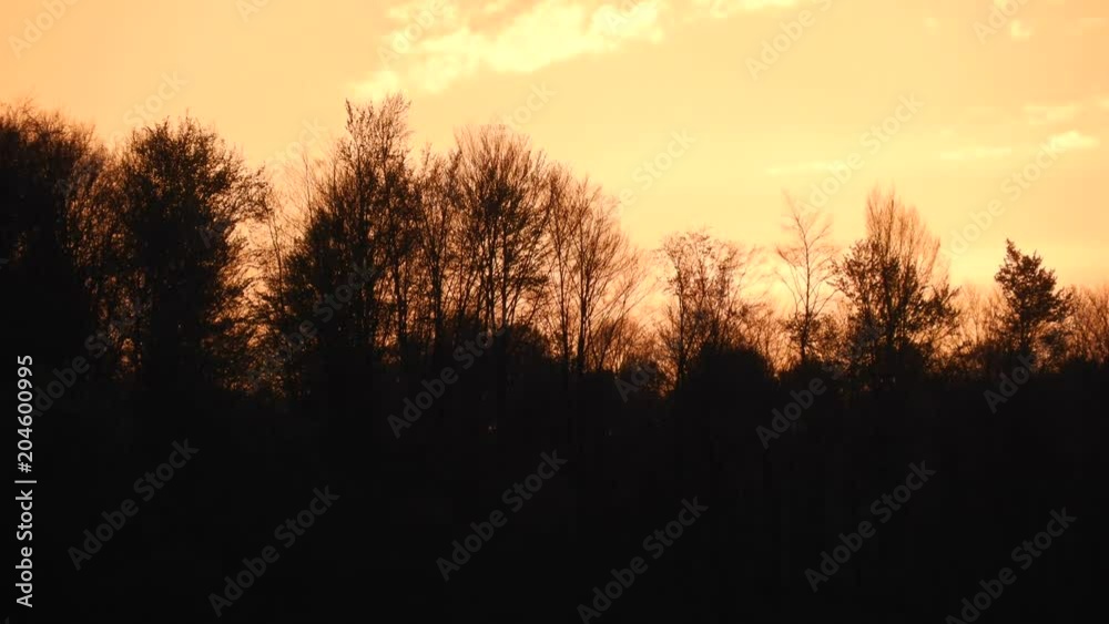 Sunset through trees, timelapse with high zoom Sunset through trees, timelapse with high zoom