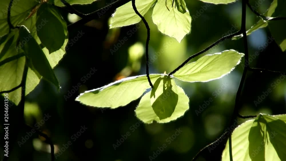 Wind blowing through green leaves, sunny day in springtime 