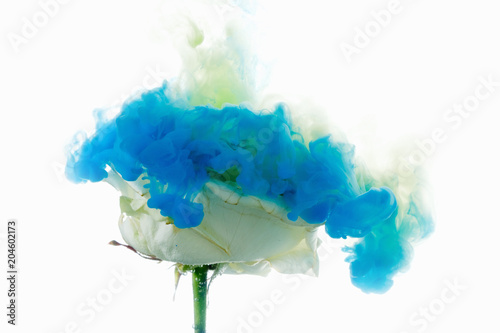 bright rose flower with blu...
