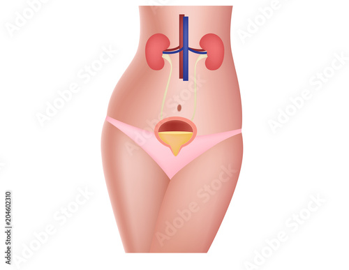 kidney artery vein and bladder in women body vector