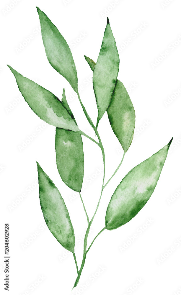 Watercolor green leaves and brunches Greenery herb hand rawn illustration Watercolor green leaves and brunches Greenery herb hand rawn illustration