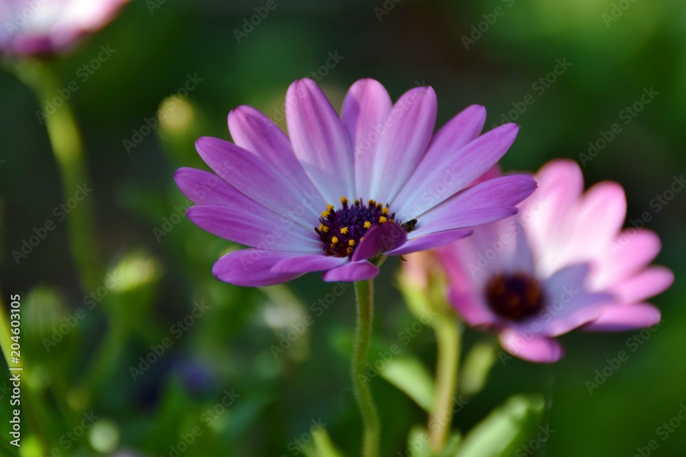particolare di fiori di Dimorphoteca rosa particolare di fiori di Dimorphoteca rosa