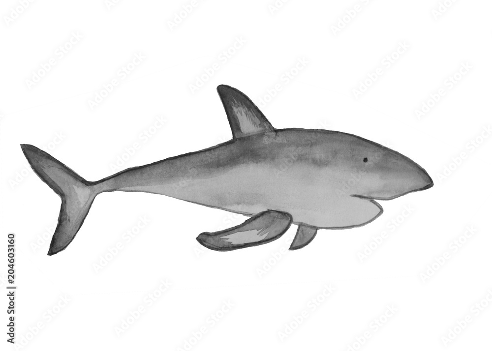 Watercolor Gray Shark fish illustration reef ocean fish on white background