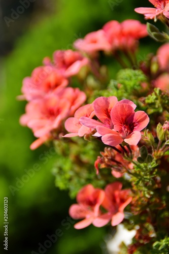 Fototapeta Naklejka Na Ścianę i Meble -  Particolare di fiori di geranio rosa su sfondo verde