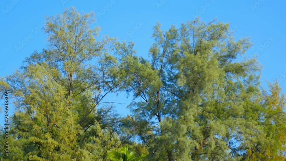 View on wind blown trees in a tropical forest.
View on wind blown trees in a tropical forest.