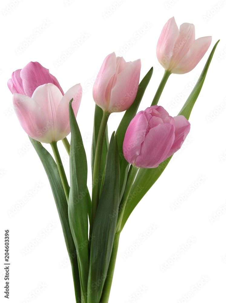 pretty tulips close up