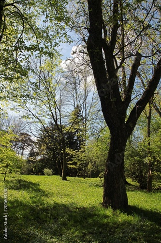 landscape of trees and scenic in park at spring