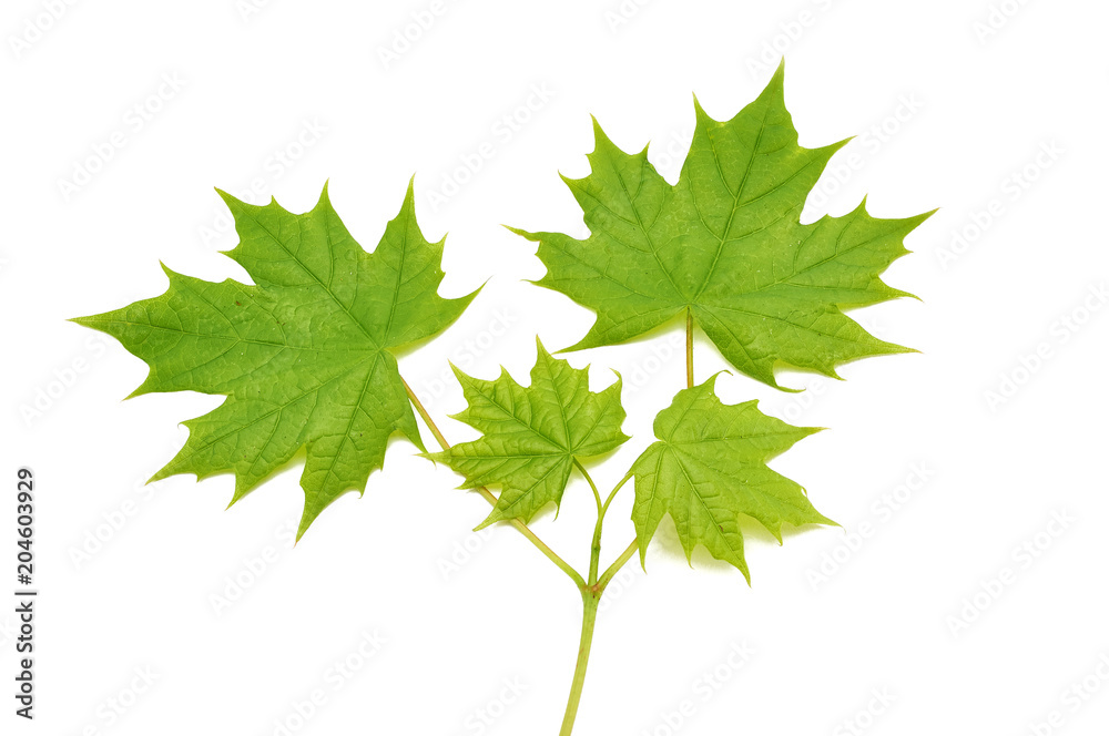 Fototapeta premium branch of a young maple