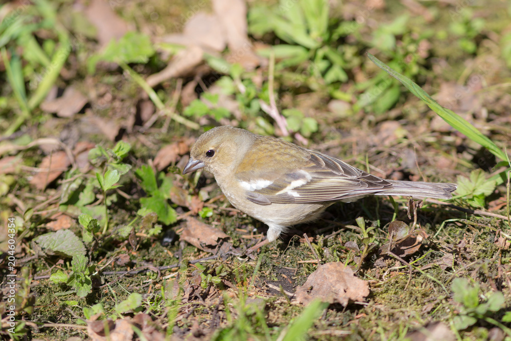 chaffinch on the ground closeup chaffinch on the ground closeup