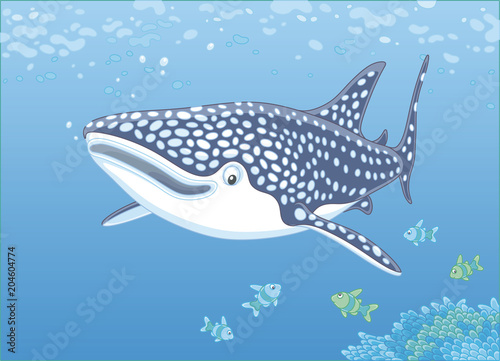 Big whale shark and small c...