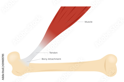 tendon muscle and bone anatomy vector