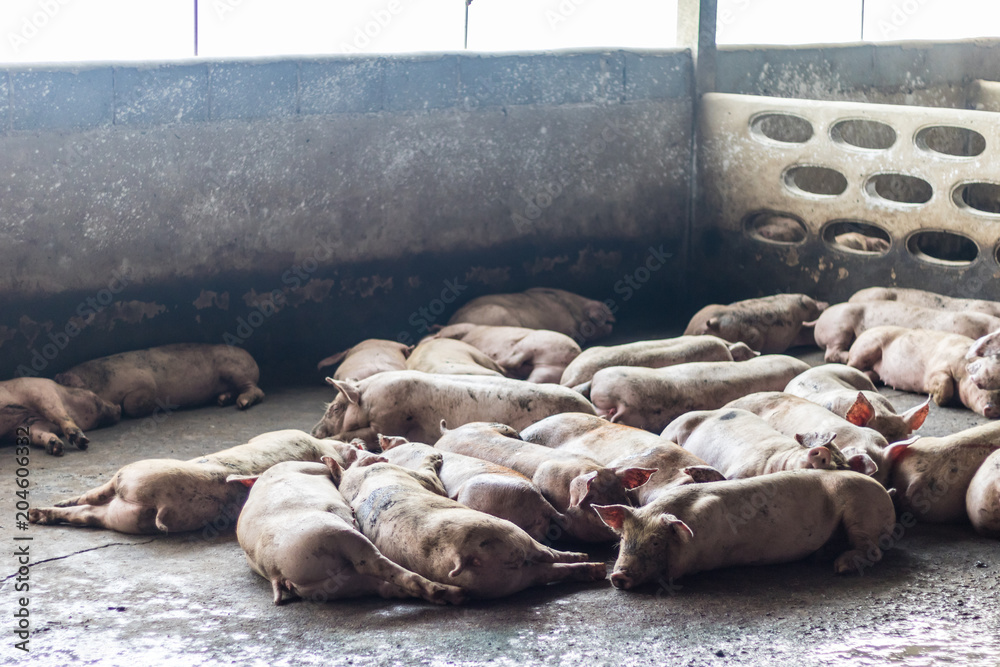 Fototapeta premium A Pig