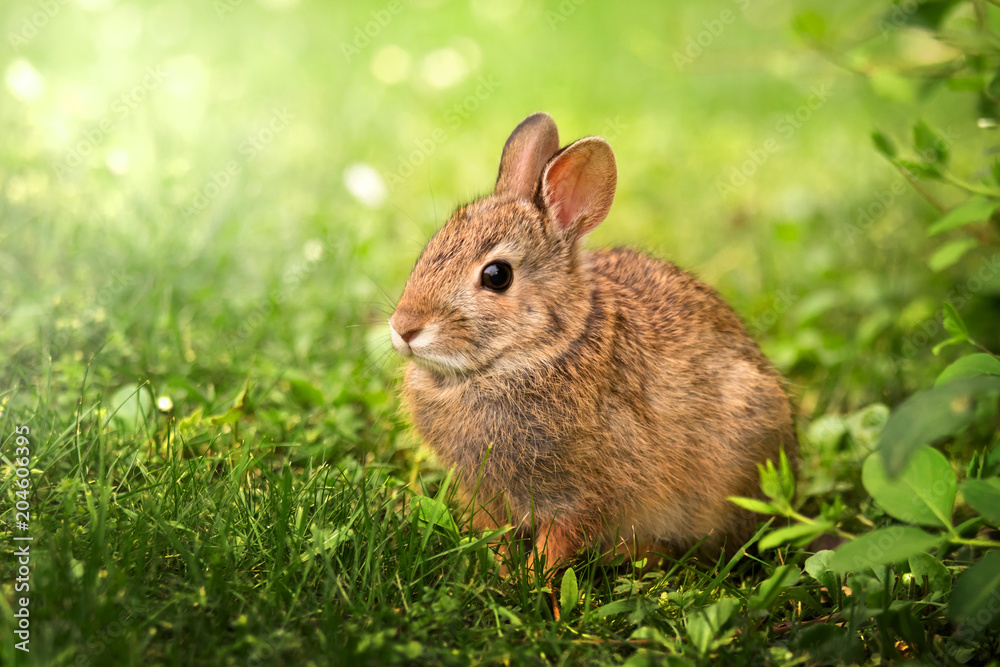 Fototapeta premium coniglietto