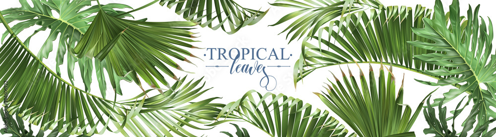 Tropical leaves web banner - obrazy, fototapety, plakaty 