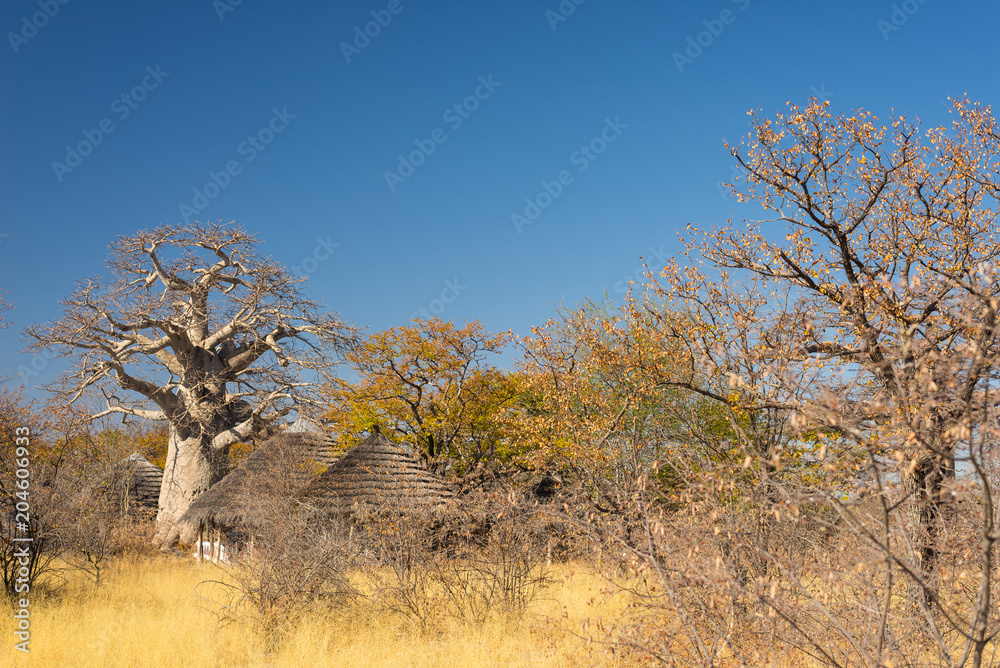 Fototapeta premium Baobab plant and moon in the african savannah with clear blue sky. Botswana, one of the most attractive travel destination in Africa.
