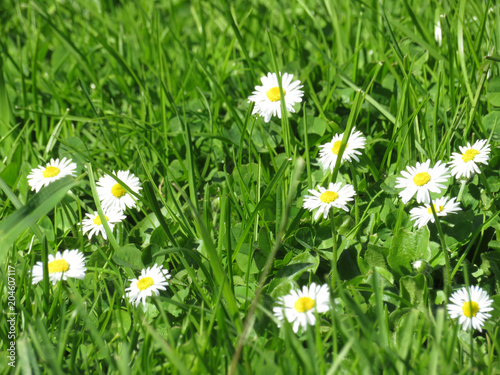 Chamomile flowers in the green grass. Beautiful summer background with daisies