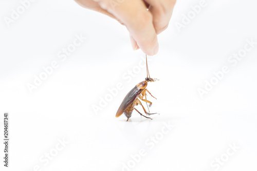 Hand holding Cockroaches on isolated white