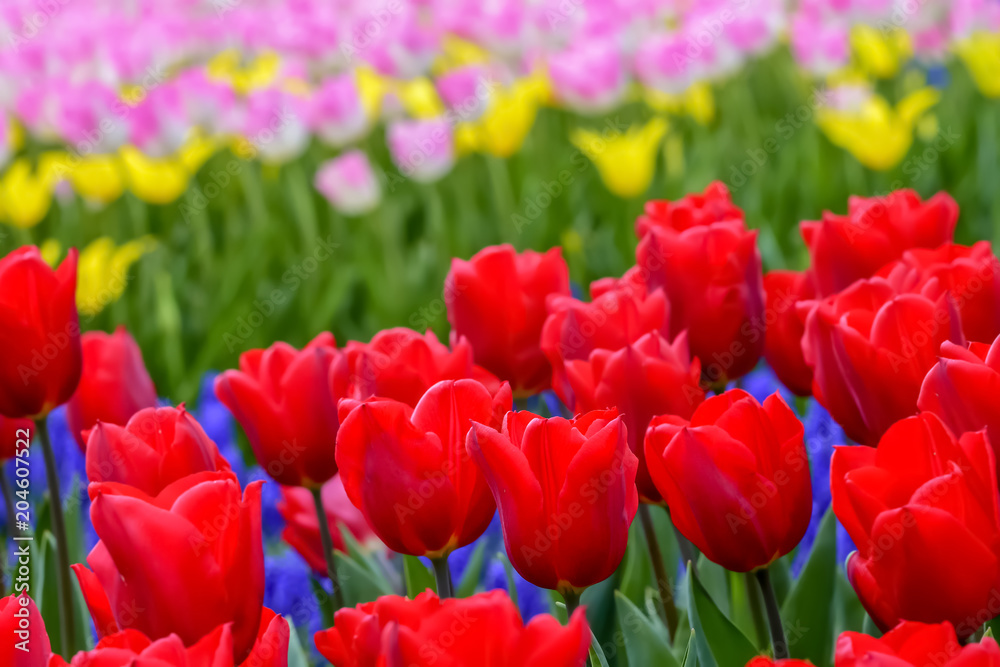 美しいチューリップの花