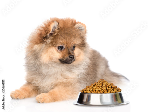 Spitz puppy with bowl of dry dog food. isolated on white background