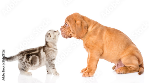 Fototapeta Naklejka Na Ścianę i Meble -  Tiny tabby kitten kissing puppy. isolated on white background