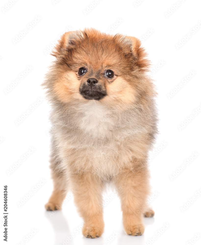 spitz puppy standing in front view. isolated on white background spitz puppy standing in front view. isolated on white background