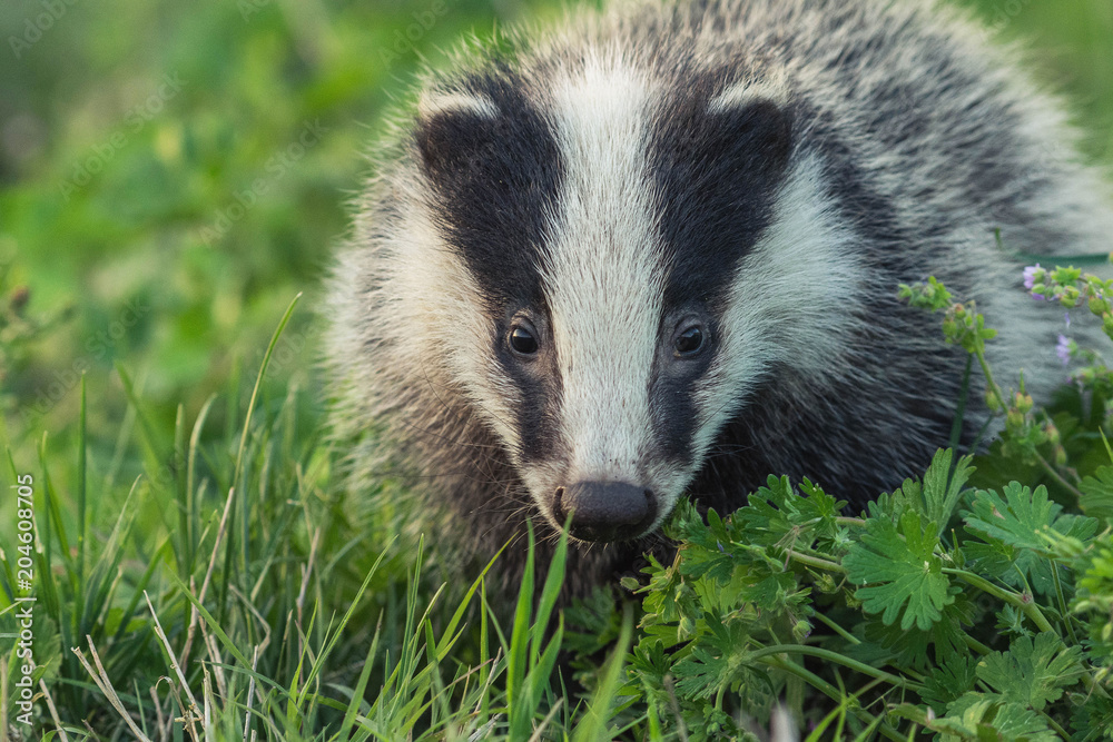 Portrait of young badger behind the sun