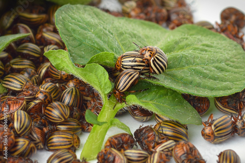 Colorado beetles mating on a potato leaf photo