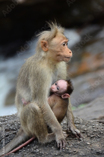 Monkey with its baby    Motherliness   Caring for the young   Loving life    Cute baby love   Macaque with baby 