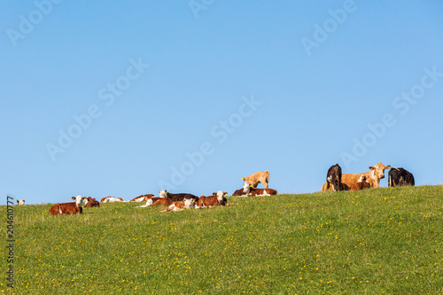 Flock of cattle