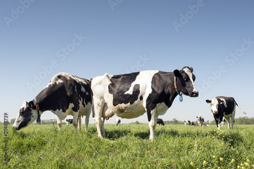 cows in dutch meadow on sunny summer day in the netherlands