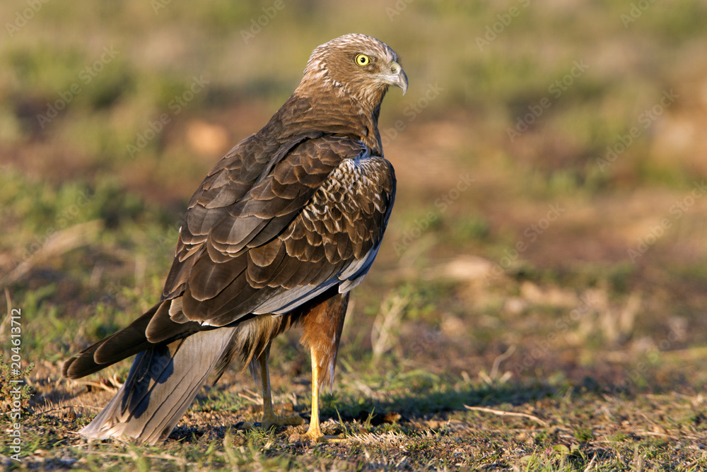 Western marsh harrier. Circus aeroginosus Western marsh harrier. Circus aeroginosus