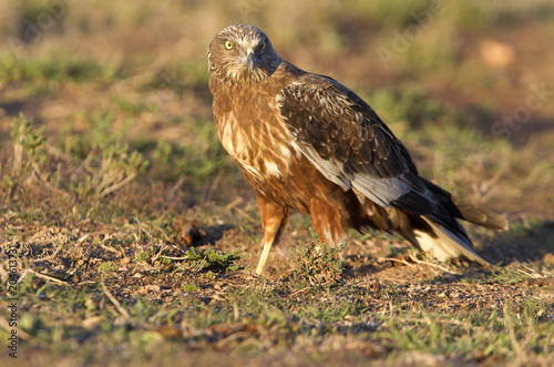 Western marsh harrier. Circus aeroginosus © Jesus