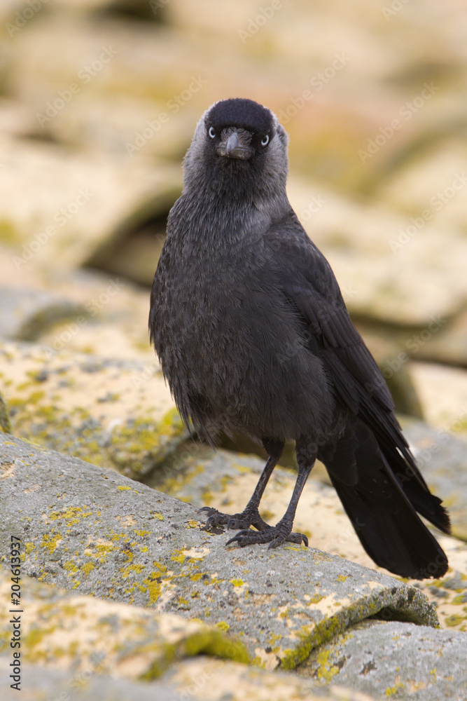 Western jackdaw. Corvus monedula Western jackdaw. Corvus monedula